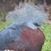 Sclater's Crowned Pigeon