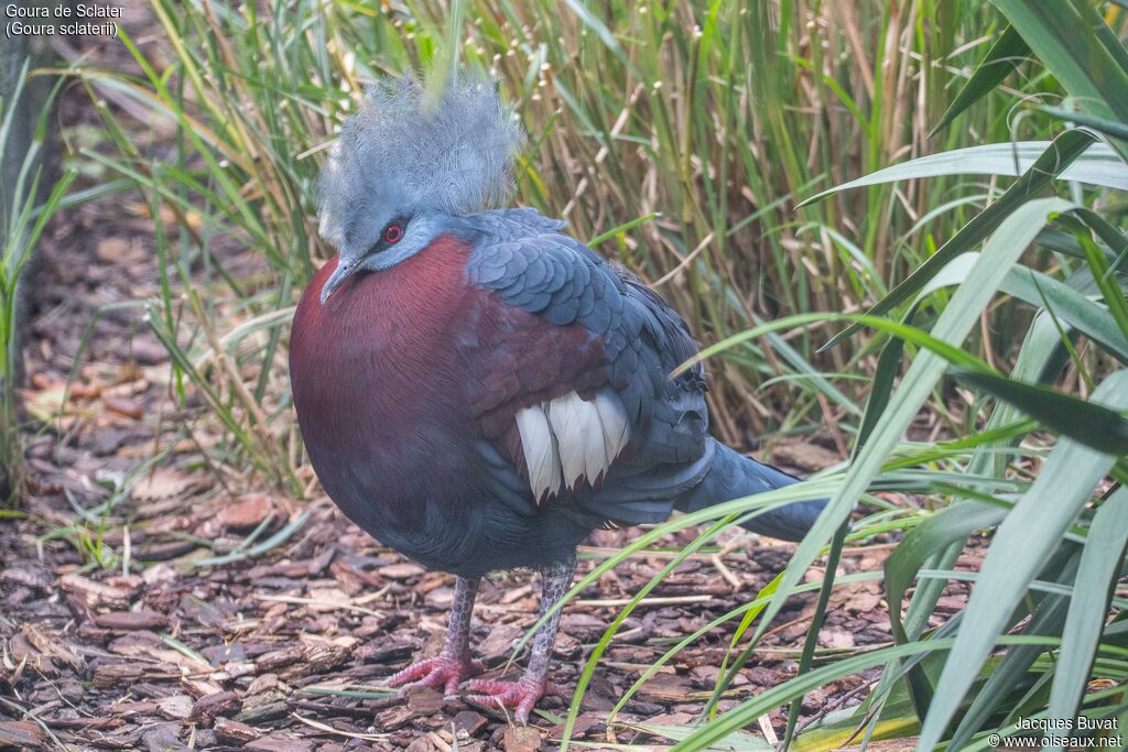 Sclater's Crowned Pigeonadult breeding, identification, aspect, pigmentation