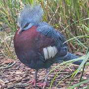 Sclater's Crowned Pigeon