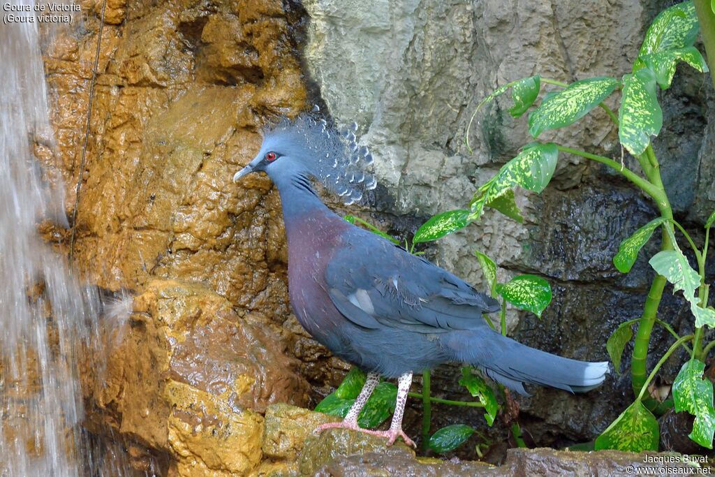 Victoria Crowned Pigeon