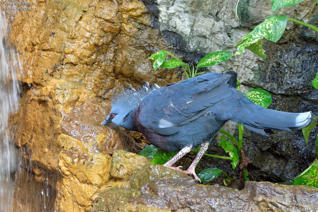 Victoria Crowned Pigeon