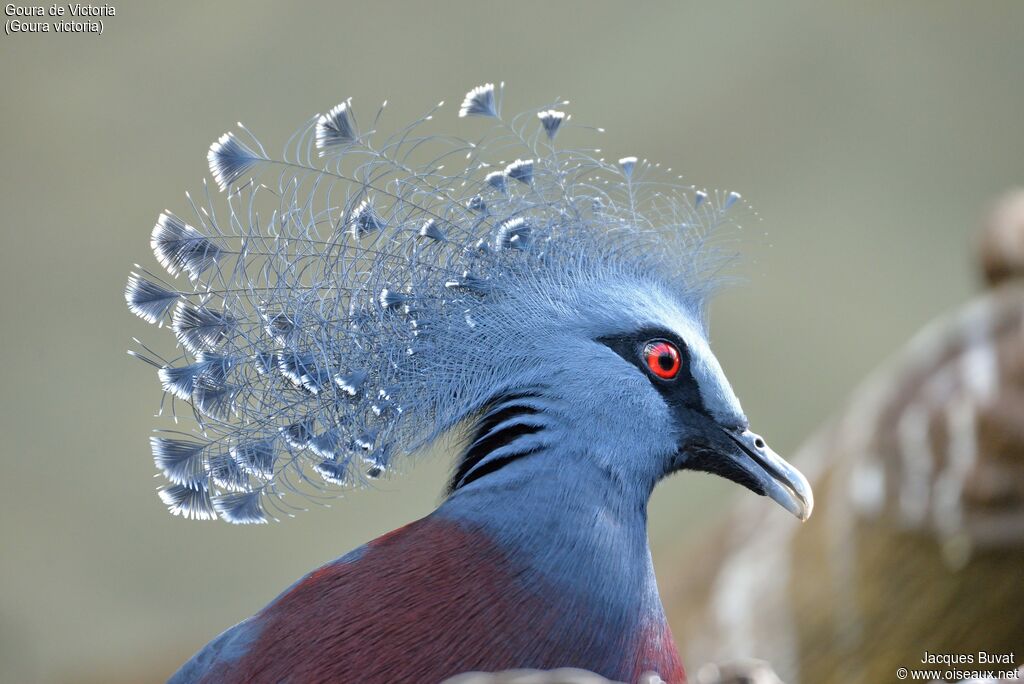 Victoria Crowned Pigeonadult breeding, close-up portrait, aspect, pigmentation