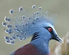 Victoria Crowned Pigeon