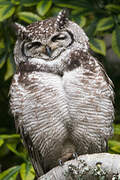 Spotted Eagle-Owl