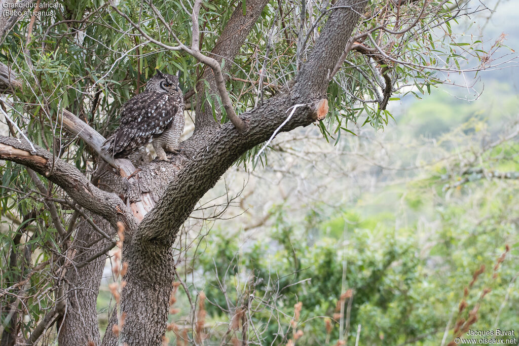 Spotted Eagle-Owladult