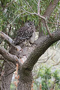 Spotted Eagle-Owl