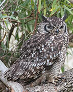 Spotted Eagle-Owl