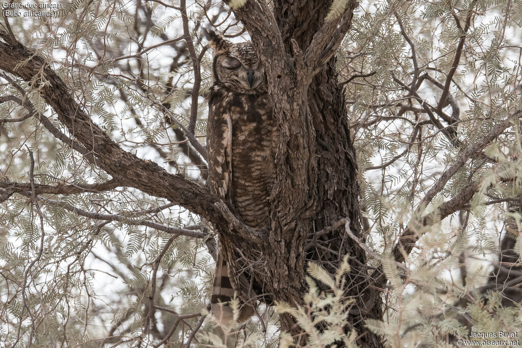 Spotted Eagle-Owladult