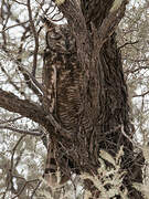 Spotted Eagle-Owl