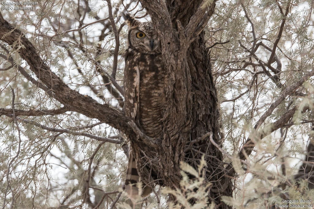 Spotted Eagle-Owladult