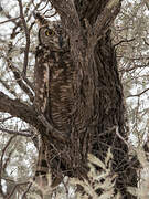 Spotted Eagle-Owl