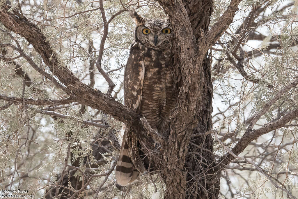 Grand-duc africainadulte, habitat, camouflage