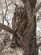 Spotted Eagle-Owl