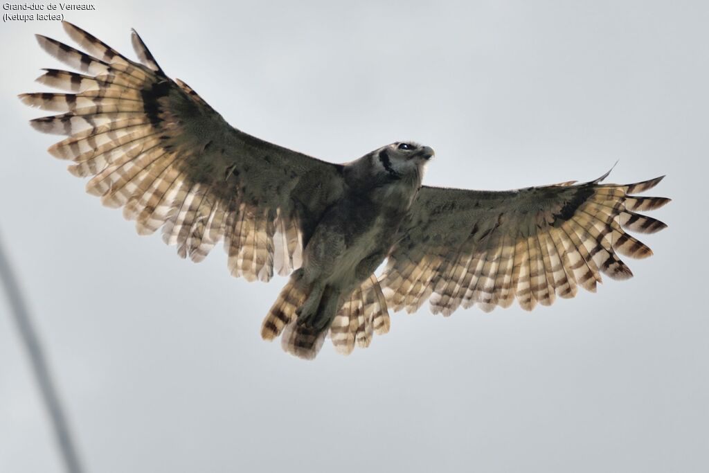 Verreaux's Eagle-Owladult