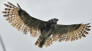 Verreaux's Eagle-Owl