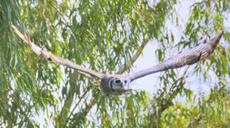 Verreaux's Eagle-Owl