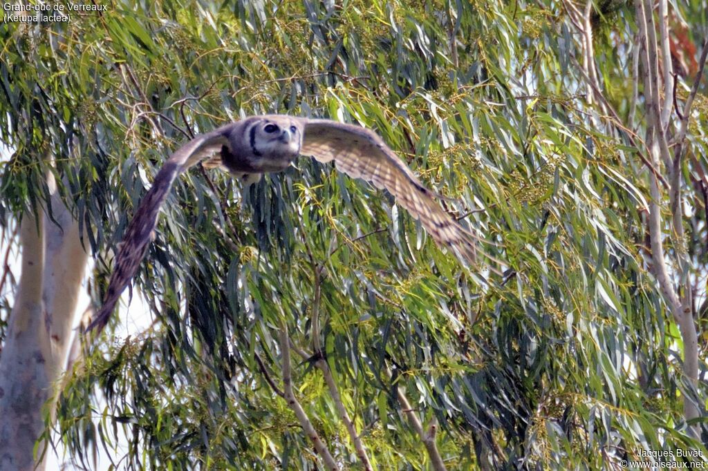 Verreaux's Eagle-Owladult