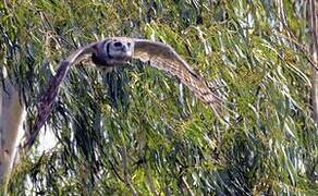 Verreaux's Eagle-Owl