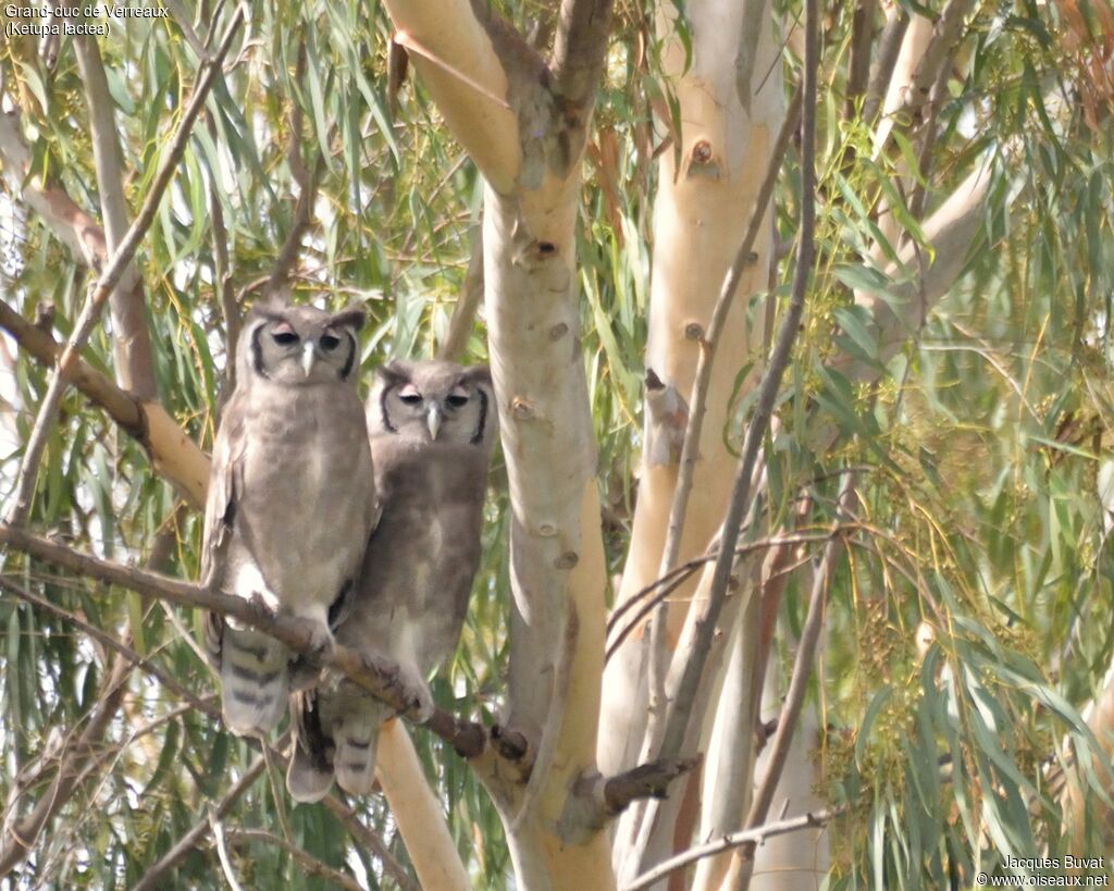 Verreaux's Eagle-Owl, identification