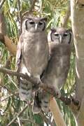 Verreaux's Eagle-Owl