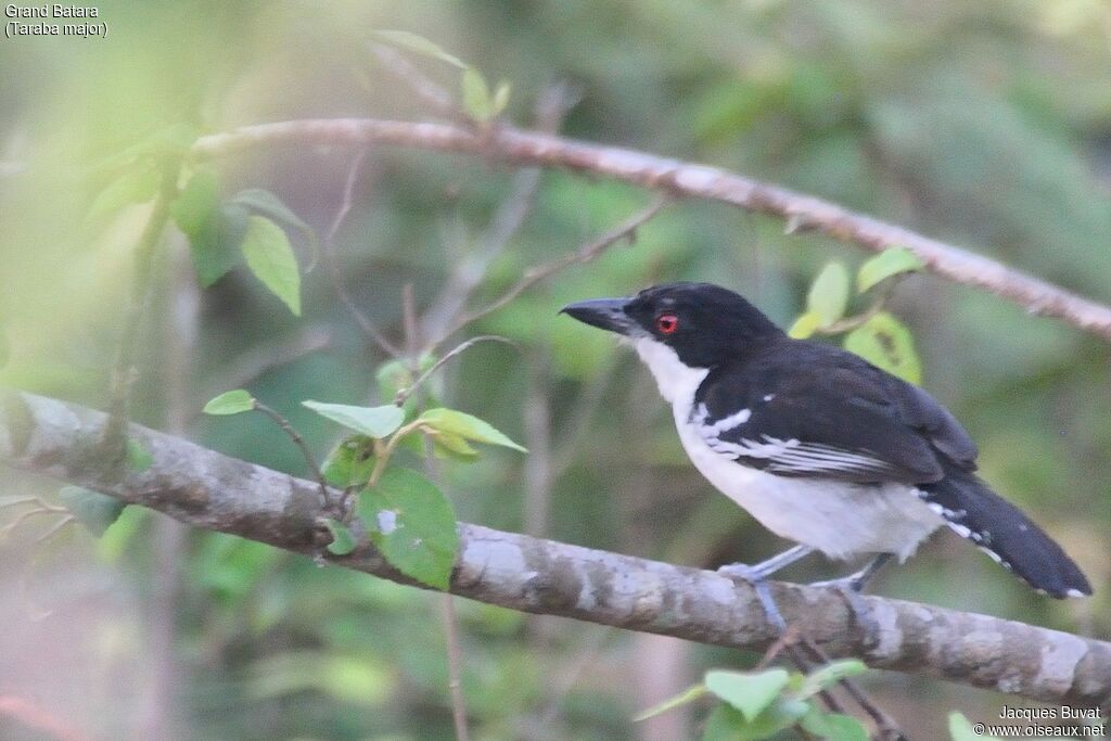 Great Antshrike male adult