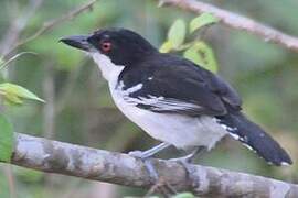 Great Antshrike