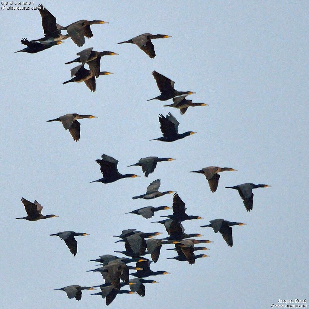 Grand Cormoranadulte internuptial, composition, pigmentation, Vol