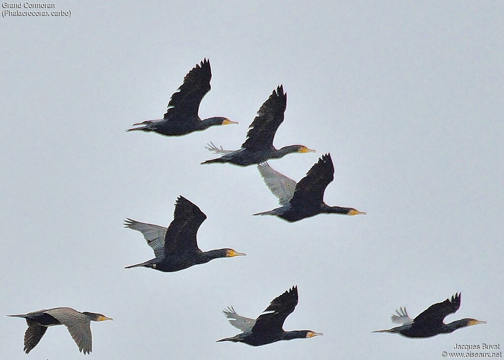 Grand Cormoranadulte internuptial, composition, pigmentation, Vol