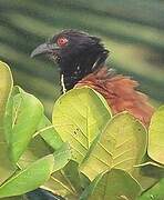 Greater Coucal