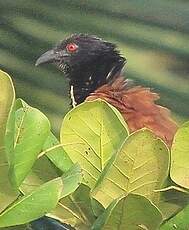 Grand Coucal