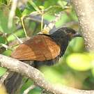 Grand Coucal