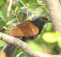 Grand Coucal