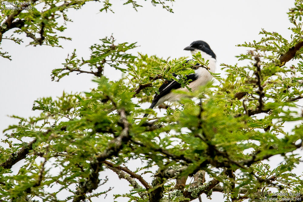 Tropical Boubouadult