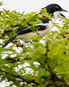 Tropical Boubou