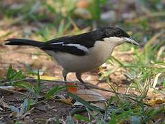 Tropical Boubou