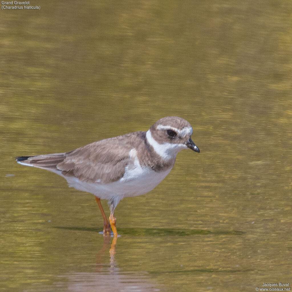 Common Ringed Ploveradult post breeding, aspect, walking