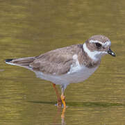 Common Ringed Plover