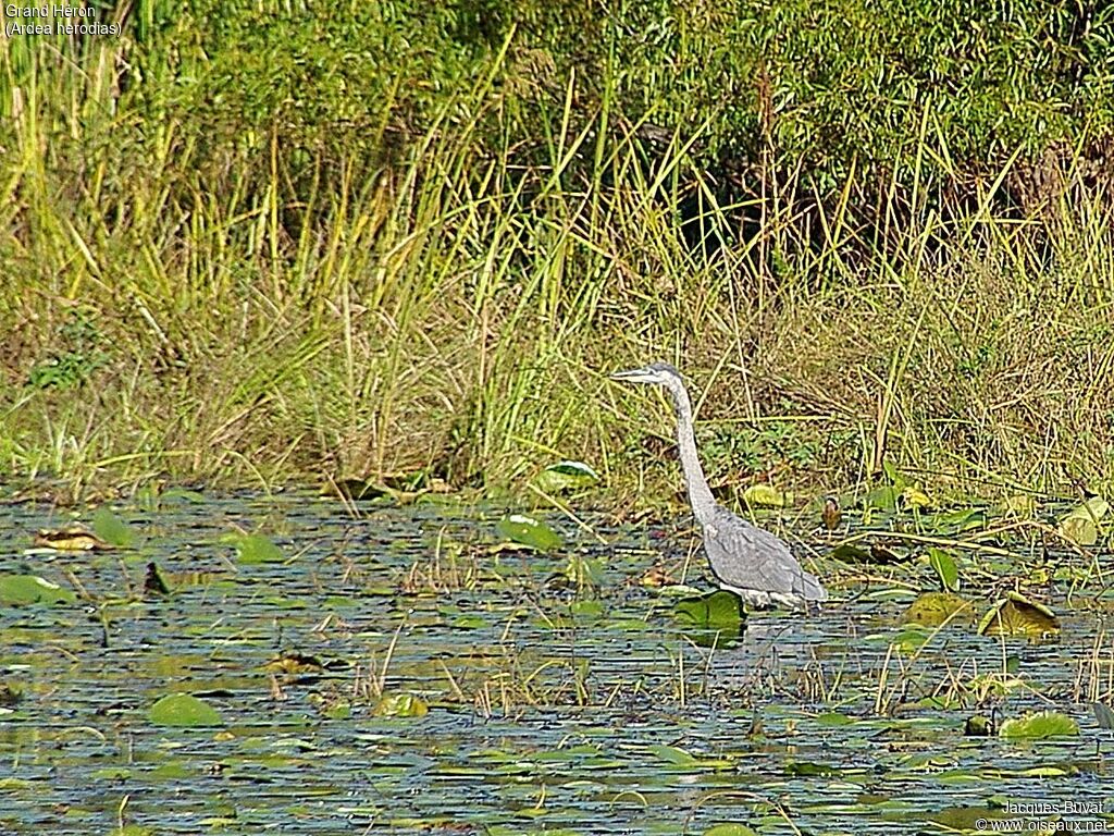 Grand Héron1ère année, habitat, pigmentation, marche