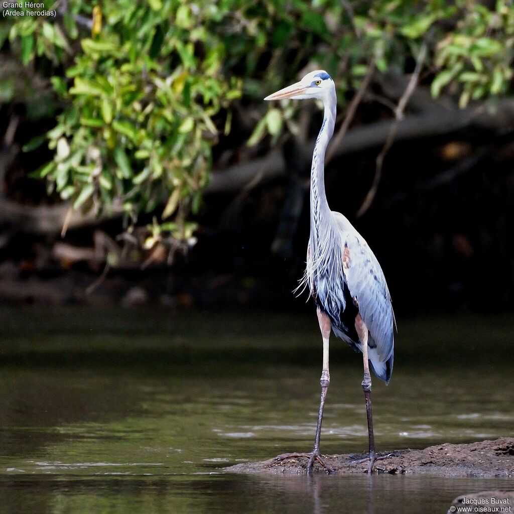 Great Blue Heronadult, habitat, aspect, pigmentation, walking, fishing/hunting