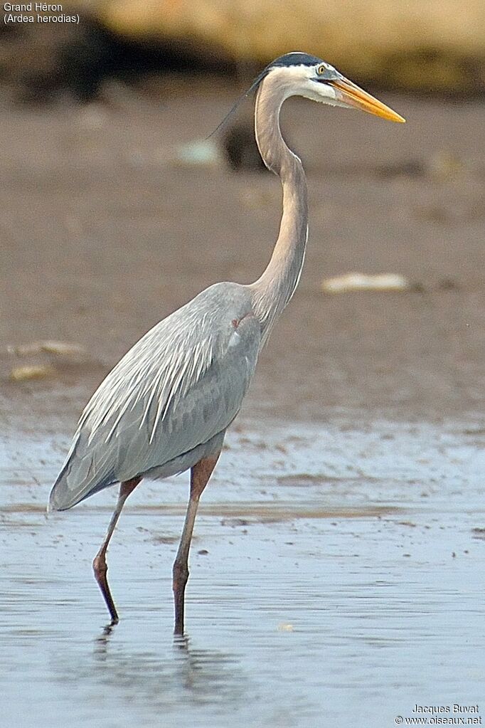 Great Blue Heronadult, close-up portrait, aspect, pigmentation