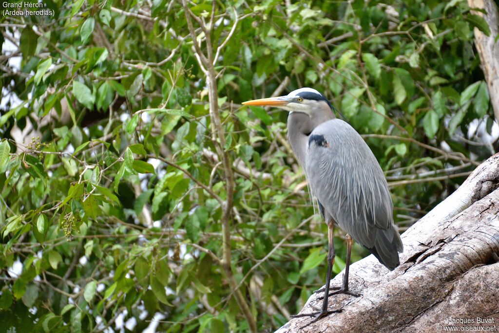 Grand Héronadulte nuptial, habitat, composition, pigmentation