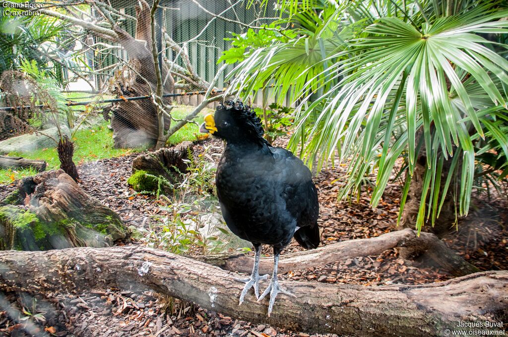 Great Curassow male adult breeding, identification, aspect, pigmentation