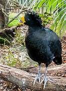 Great Curassow