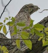 Great Potoo