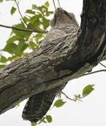 Great Potoo