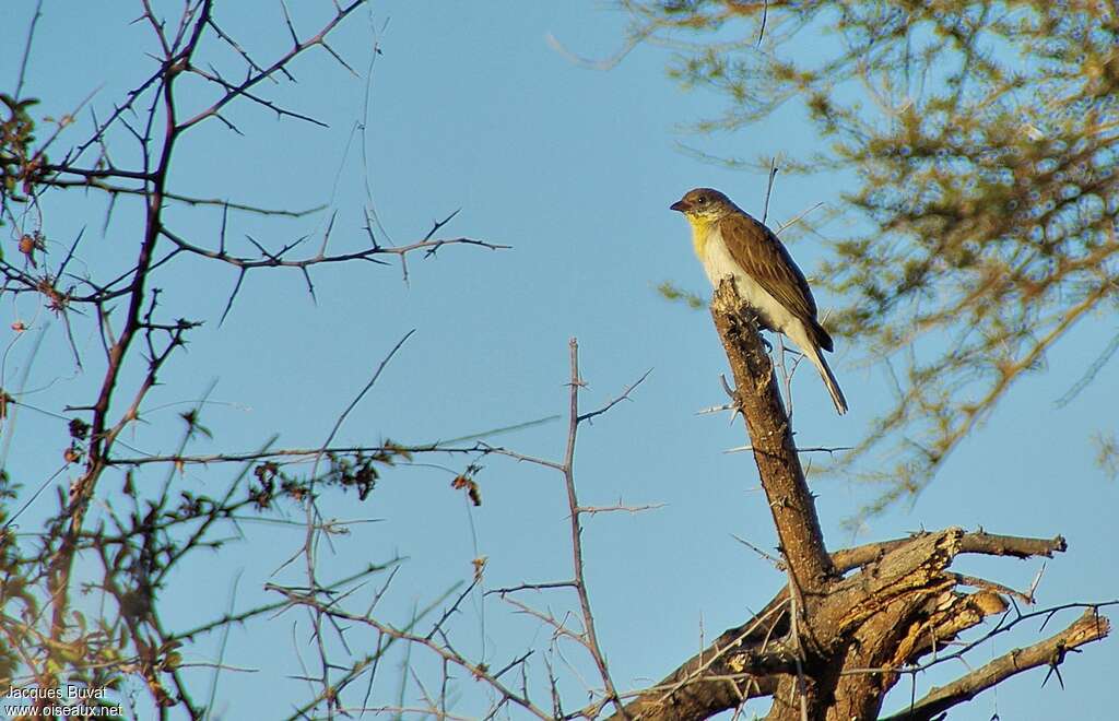 Greater Honeyguide female immature, habitat, pigmentation