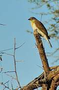 Greater Honeyguide