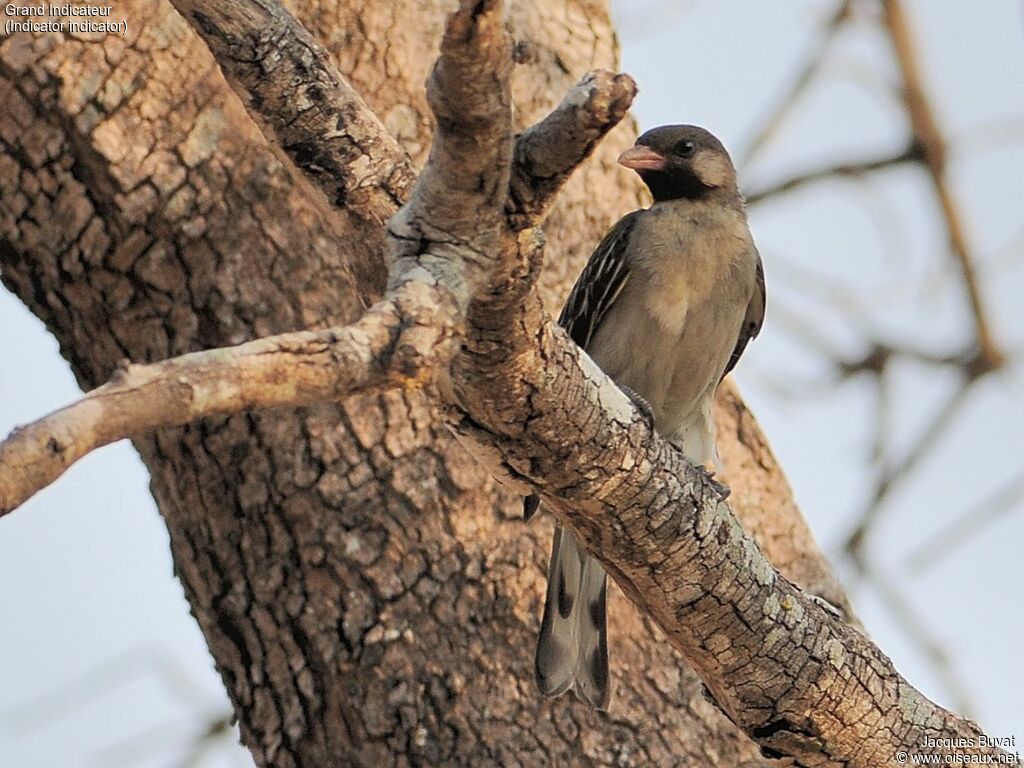 Greater Honeyguide male adult breeding, close-up portrait, aspect, pigmentation