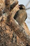 Greater Honeyguide