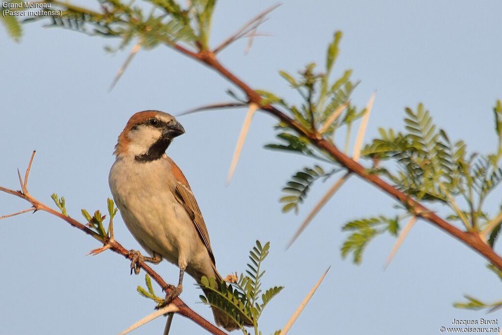 Great Sparrowadult